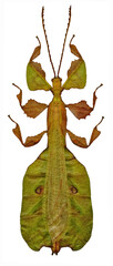 Pulchriphyllium pulchrifolium green (male)
Walking Leaf Insect in White Background
