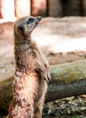 Vertical closeup shot of a Meerkat standing vigilantly at the Shaldon Zoo in England