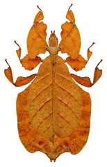 Pulchriphyllium pulchrifolium orange (female)
Walking Leaf Insect in White Background