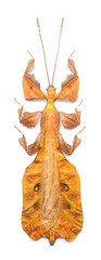 Pulchriphyllium pulchrifolium orange (male)
Walking Leaf Insect in White Background