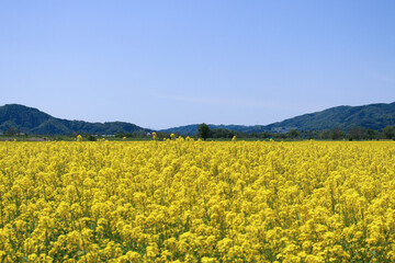 Fototapeta premium 満開の菜の花畑