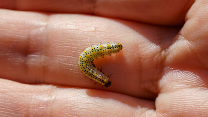 Common Gooseberry sawfly (Nematus ribesii) caterpillar on the hand. Close-up shot of sawfly larva green in color with black head and black spots along the body.