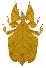 Pulchriphyllium pulchrifolium yellow (female)
Walking Leaf Insect in White Background