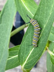 Monarch butterfly caterpillar chewing on leaf of milkweed plant