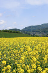 満開の奈の花畑