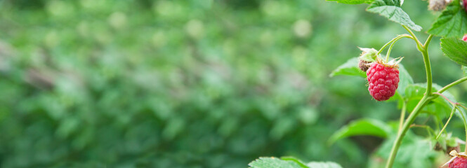 raspberry on a green bush. juicy red berry in the garden. the concept of growing raspberries.