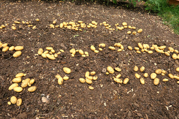 Early potatoes being laid on the ground to dry
