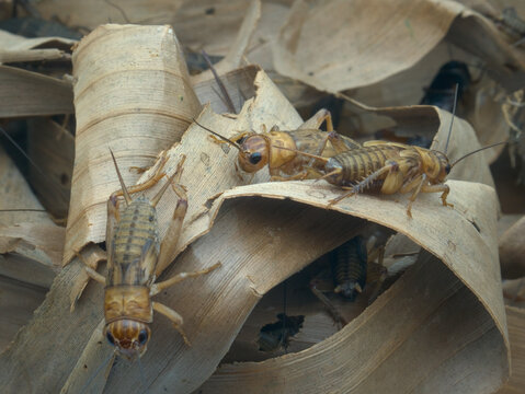 House crickets on dried banana leaves