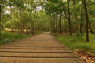 wooden footbridge in the middle of the SOOS nature reserve