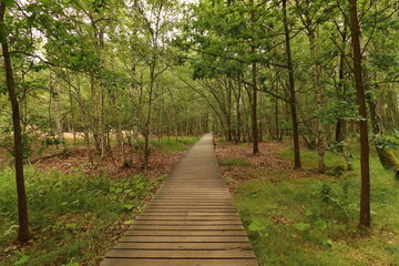 wooden footbridge in the middle of the SOOS nature reserve