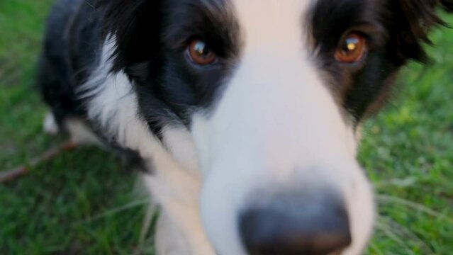 Cute smiling puppy dog border collie lying down rolling on green lawn grass outdoor. Pet dog with funny face in sunny summer day outdoors. Pet care and funny animals life concept