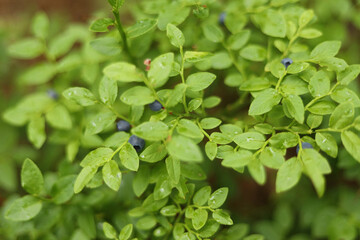 Fototapeta na wymiar Wild blueberry bush, ripe berries.