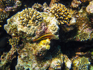 Interesting fish posing in the water column of the Red Sea, Hurghada, Egypt