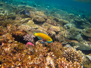 Fototapeta na wymiar Interesting fish posing in the water column of the Red Sea, Hurghada, Egypt