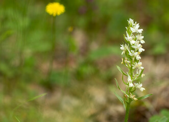 Roman dactylorhiza (Dactylorhiza romana) in natural habitat