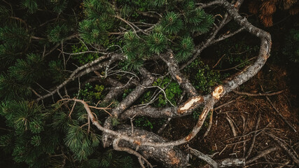 Broken branches of a mountain pine on the ground background