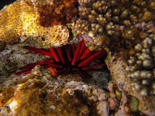 Bright inhabitants of the coral reef in the Red Sea, Egypt, Hurghada