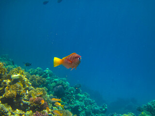 Bright inhabitants of the coral reef in the Red Sea, Egypt, Hurghada