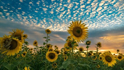 Beautiful view of sunflowers in the field against sunset