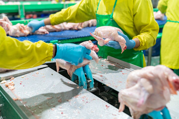 Worker wear chicken whole on jack conveyor.