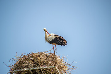 stork in the nest on the background of the blue sky
