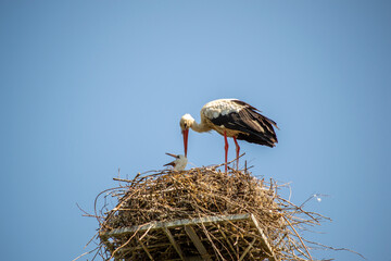 stork in the nest on the background of the blue sky
