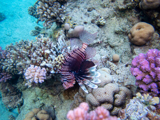 Naklejka na ściany i meble Pterois volitans or Lionfish Zebra in Red Sea coral reef, Egypt, Hurghada