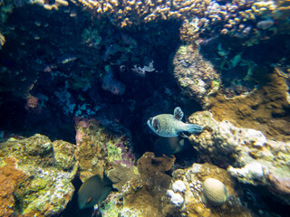 Fototapeta na wymiar Fabulously beautiful seabed of the Red Sea