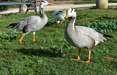 The Indian goose, bald goose or Indian goose
