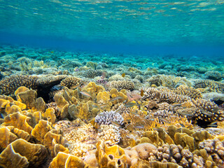 Fabulously beautiful seabed of the Red Sea