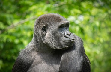 Close-up view of a relaxed gorilla portrait outdoors © Roger Hagelstein1/Wirestock Creators