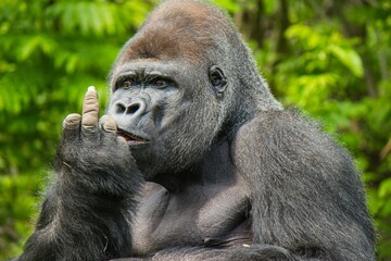 Close-up view of a gorilla outdoors showing it's finger - funny monkey