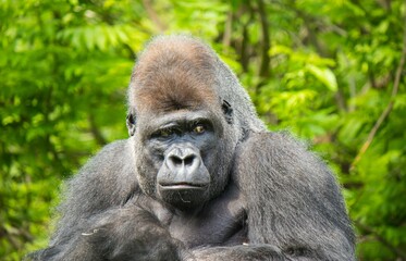 Close-up portrait of a gorilla monkey outdoors looking playfully - obrazy, fototapety, plakaty