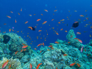 Naklejka na ściany i meble Fabulously beautiful seabed of the Red Sea