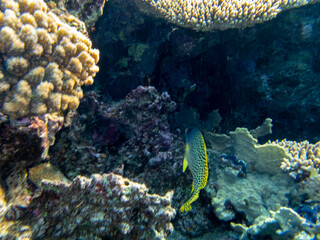 Fabulously beautiful seabed of the Red Sea