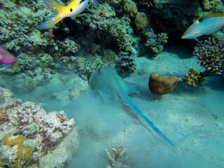 Stingray at the bottom of the Red Sea, Egypt, Hurghada