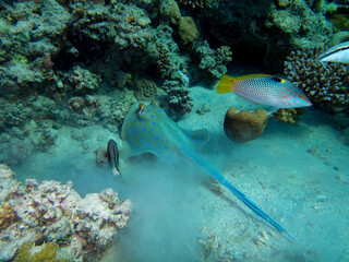 Stingray at the bottom of the Red Sea, Egypt, Hurghada