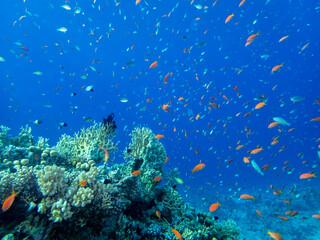 Naklejka na ściany i meble Fabulously beautiful seabed of the Red Sea