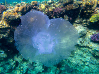 Fabulously beautiful seabed of the Red Sea