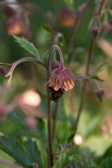 Blume