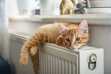 ginger kitten with amber eyes © tashka2000