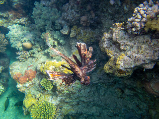Fototapeta premium Fabulously beautiful seabed of the Red Sea