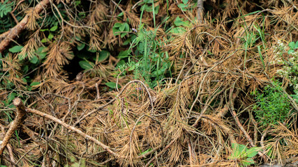 Cut tree branches with dry needles and green grass in park