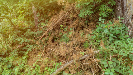 Fototapeta premium Fallen dry fir tree branches and lush green grass in forest