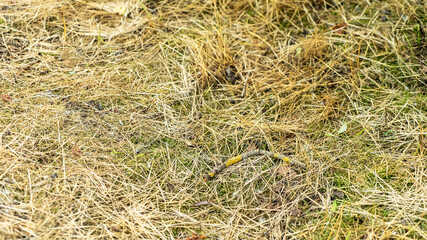 Dry yellow pine needles and stick on ground in fir forest