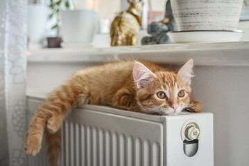 ginger kitten with amber eyes