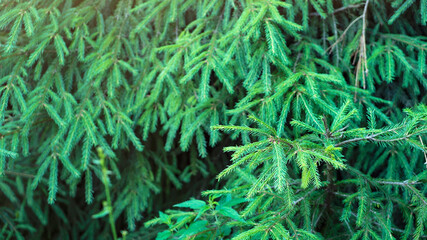 Young fir tree branches in wood as background closeup. Coniferous plant with lush twigs. Crown of large spruce tree in forest. Forest native flora
