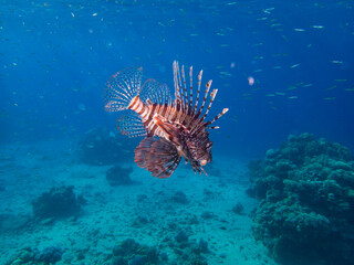 Pterois volitans or Lionfish Zebra in Red Sea coral reef, Egypt, Hurghada
