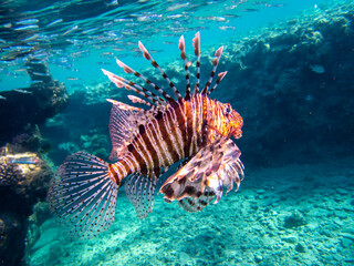 Naklejka na ściany i meble Pterois volitans or Lionfish Zebra in Red Sea coral reef, Egypt, Hurghada