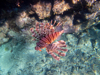 Pterois volitans or Lionfish Zebra in Red Sea coral reef, Egypt, Hurghada